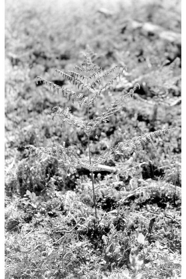 Image of brackenfern