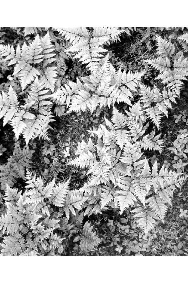 Image of brackenfern