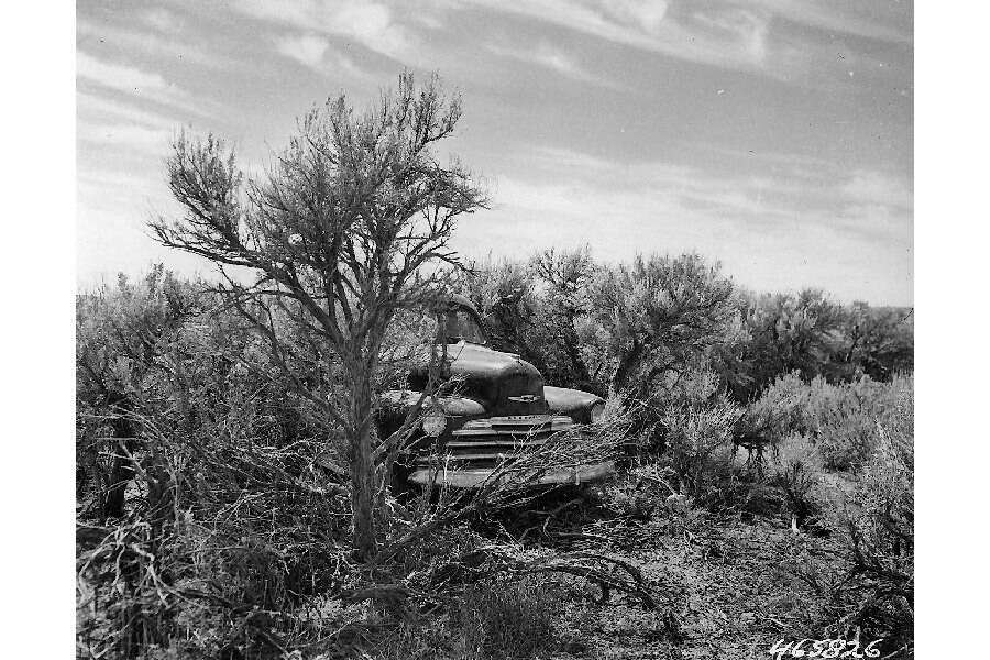 Imagem de Artemisia tridentata (Nutt.) W. A. Weber