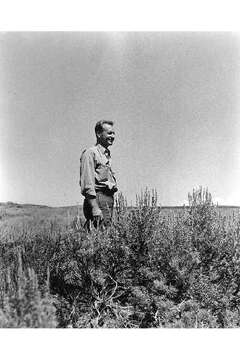 Image of big sagebrush