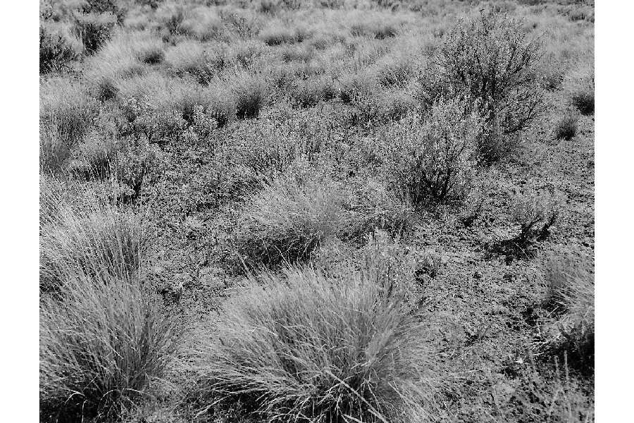 Imagem de Artemisia tridentata (Nutt.) W. A. Weber