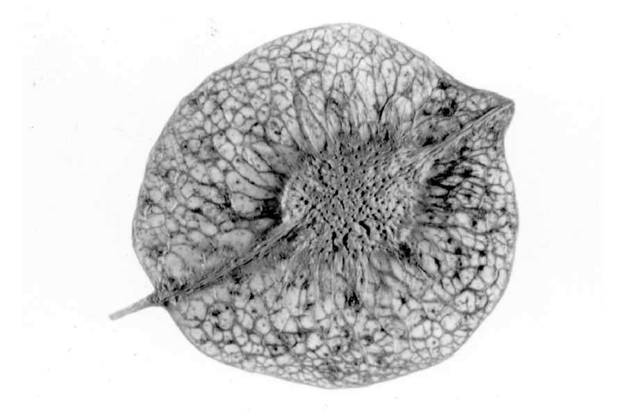 Ptelea trifoliata L. resmi