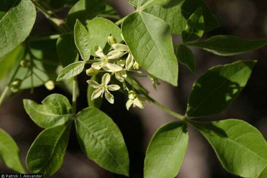 Image of common hoptree