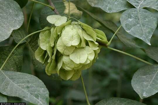 Image of common hoptree