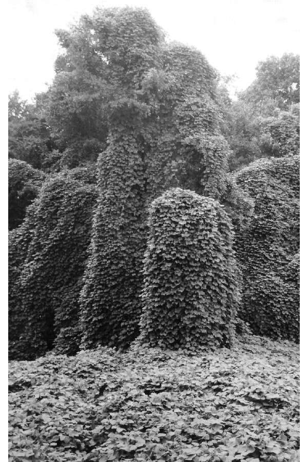 Image of kudzu