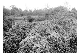 Image of kudzu