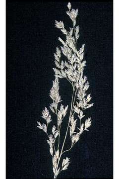 Image de Torreyochloa pallida var. pauciflora (J. Presl) J. I. Davis