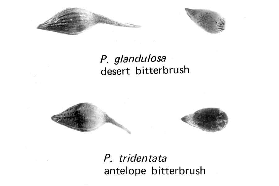 Plancia ëd Purshia