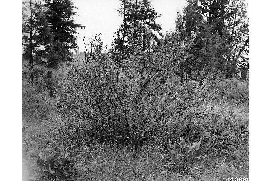 Image of bitterbrush