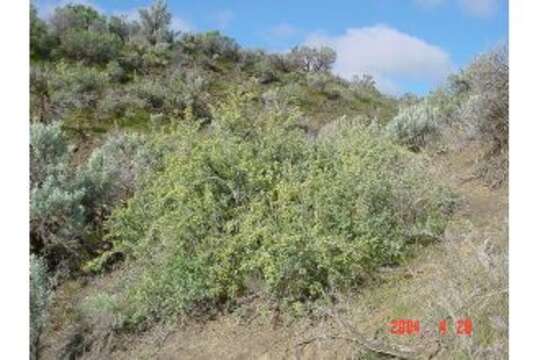 Image of antelope bitterbrush