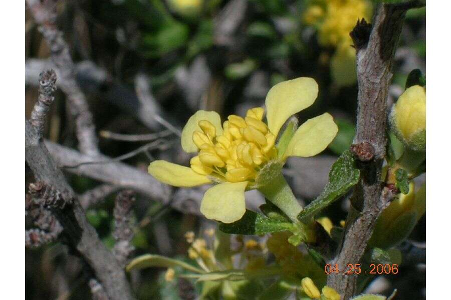 Plancia ëd Purshia tridentata (Pursh) DC.