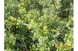 Image of antelope bitterbrush