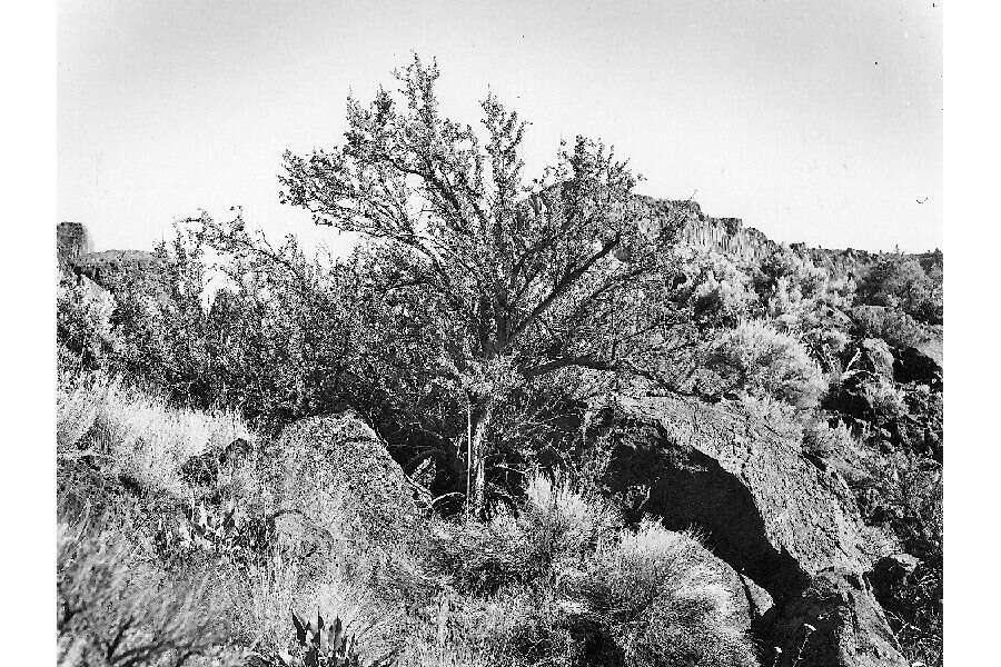 Image of antelope bitterbrush