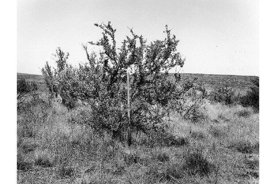 Image of antelope bitterbrush