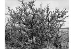 Image of antelope bitterbrush