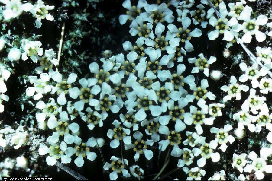 Image of flowering pixiemoss