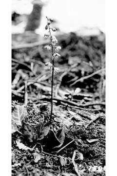 Image of whiteveined wintergreen