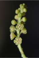 Image de Pyrularia pubera Michx.
