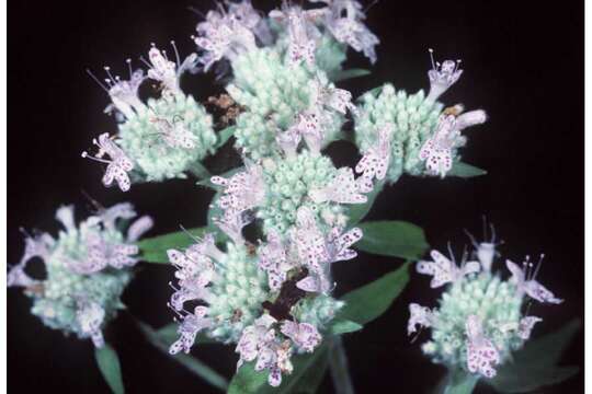 Imagem de Pycnanthemum tenuifolium Schrad.