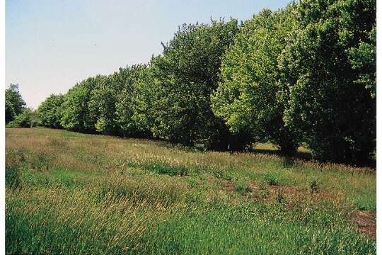 Plancia ëd Pyrus ussuriensis Maxim.