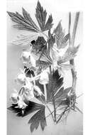 Image de Aconitum columbianum Nutt.