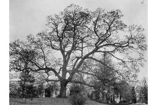 Image of White Oak