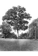 Image of White Oak