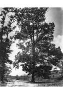 Image of White Oak