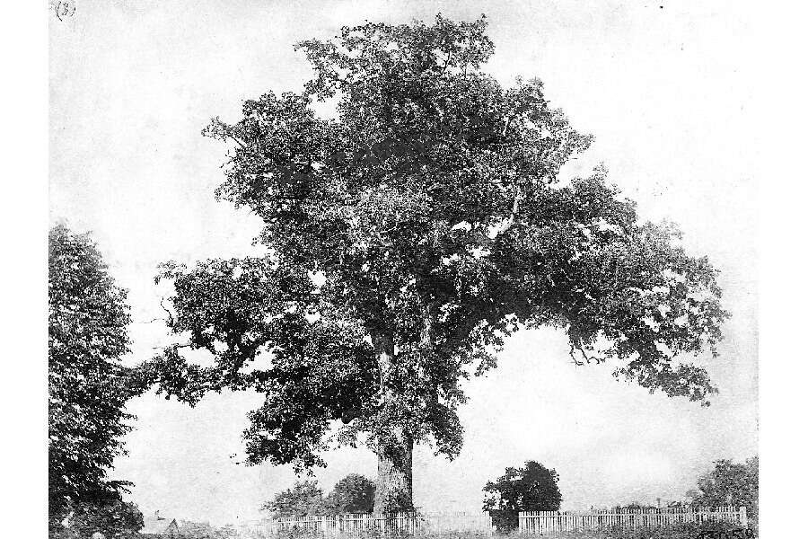 Image of White Oak