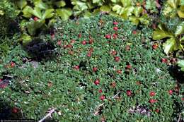 Image of bearberry