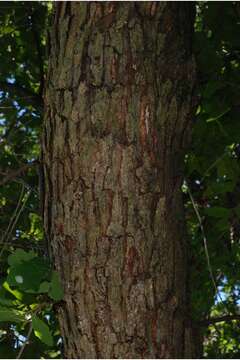 Image of hybrid oak