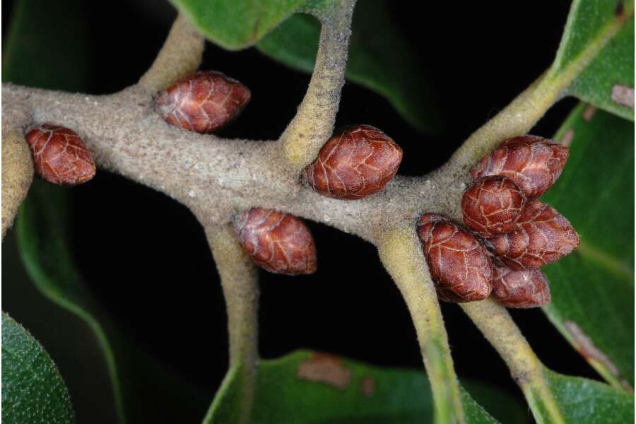 Image of hybrid oak