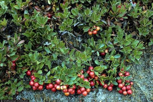 Image of bearberry