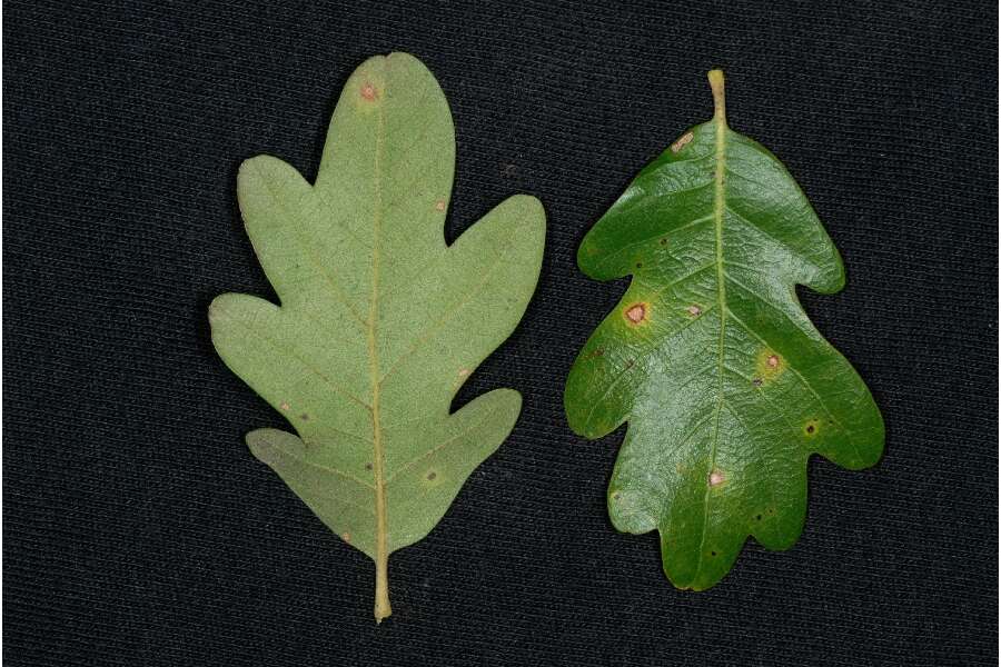 Image of hybrid oak