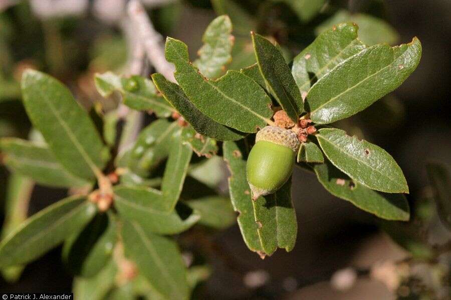 Imagem de Quercus arizonica Sarg.