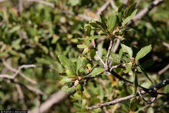 Imagem de Quercus arizonica Sarg.