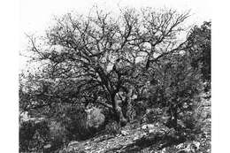 Image of Arizona White Oak