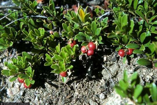 Image of bearberry