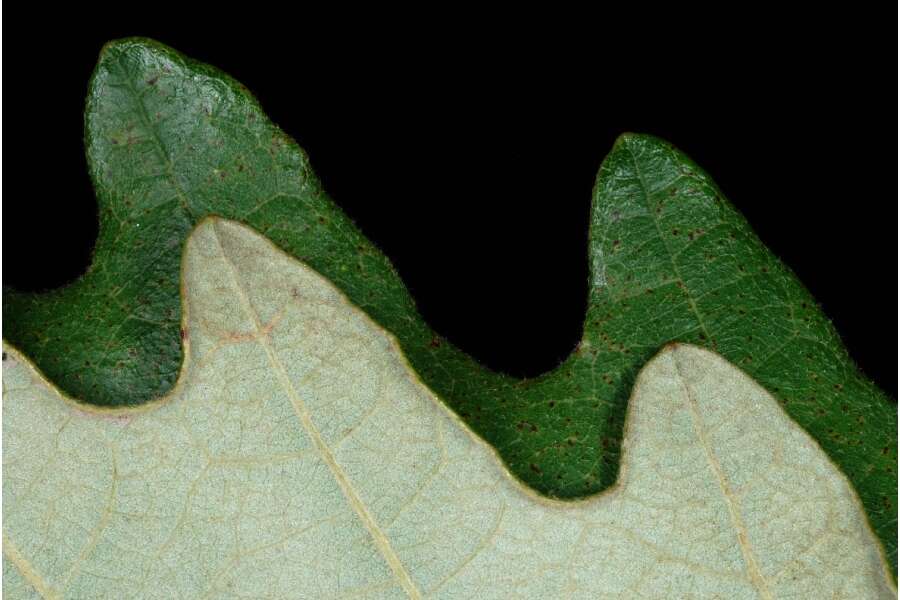 Слика од Quercus saulii C. K. Schneid.