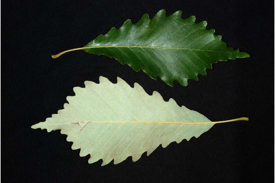 Слика од Quercus saulii C. K. Schneid.