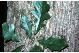 Image of Swamp White Oak