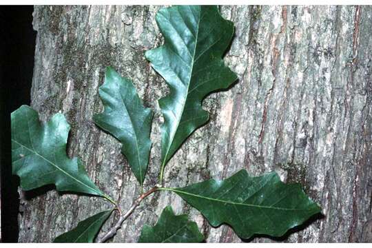 Imagem de Quercus bicolor Willd.