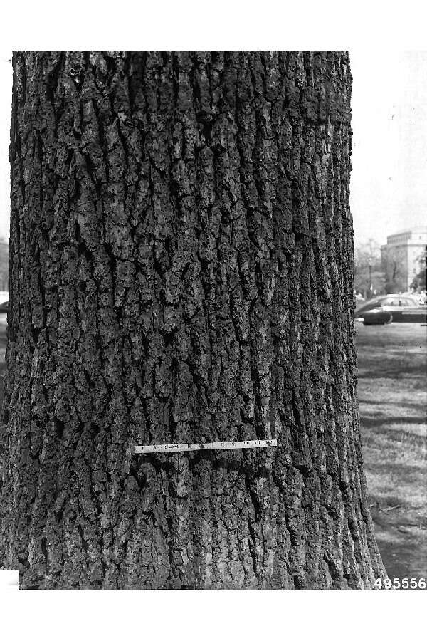 Image of Swamp White Oak