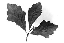 Image of Swamp White Oak