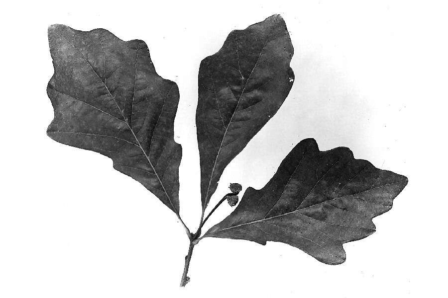 Image of Swamp White Oak