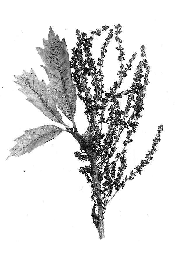 Image of Swamp White Oak