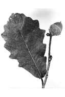 Image of Swamp White Oak