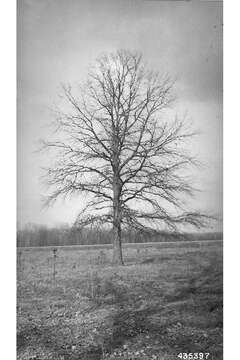 Image of Swamp White Oak