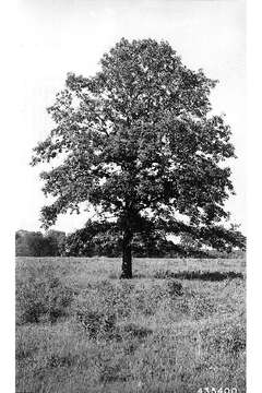 Imagem de Quercus bicolor Willd.