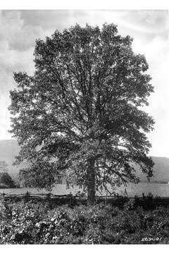 Imagem de Quercus bicolor Willd.